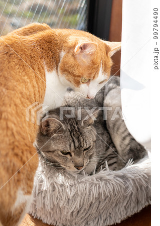 寄り添う二匹の猫 99794490