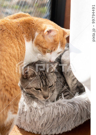 寄り添う二匹の猫 99794491