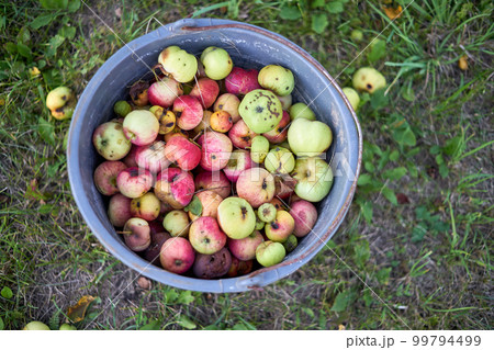 Selective focus on a bucket with fallen rotten apples from above in a blurred summer garden 99794499