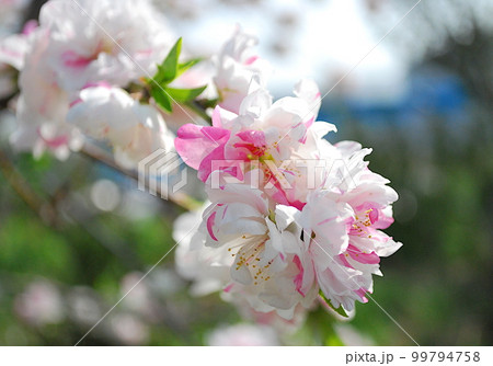 源平咲き：紅白2色の花びらの花桃の花 99794758