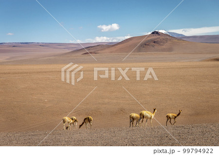 Guanaco vicuna in Bolivia altiplano near Chilean atacama border, South America Guanaco vicuna in Bolivia altiplano near Chilean atacama border, South America 99794922