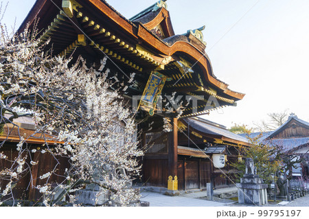 早春の北野天満宮 三光門 綺麗に咲いた白梅(京都市上京区馬喰町) 早春の北野天満宮 三光門 綺麗に咲いた白梅(京都市上京区馬喰町) 99795197