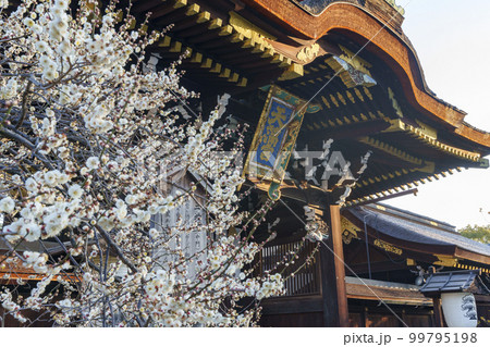 早春の北野天満宮　三光門　綺麗に咲いた白梅（京都市上京区馬喰町） 99795198