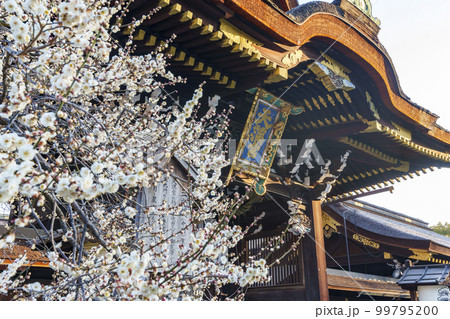 早春の北野天満宮 三光門 綺麗に咲いた白梅(京都市上京区馬喰町) 早春の北野天満宮 三光門 綺麗に咲いた白梅(京都市上京区馬喰町) 99795200