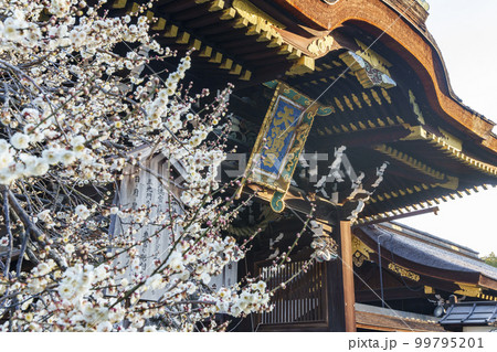 早春の北野天満宮 三光門 綺麗に咲いた白梅(京都市上京区馬喰町) 早春の北野天満宮 三光門 綺麗に咲いた白梅(京都市上京区馬喰町) 99795201