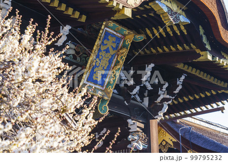 早春の北野天満宮 三光門 綺麗に咲いた白梅(京都市上京区馬喰町) 早春の北野天満宮 三光門 綺麗に咲いた白梅(京都市上京区馬喰町) 99795232