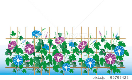 朝顔の垣根・夏のイメージその2 朝顔の垣根・夏のイメージその2 99795422