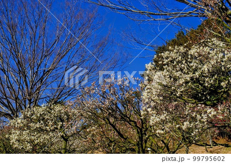 兵庫県立加西フラワーセンター 99795602