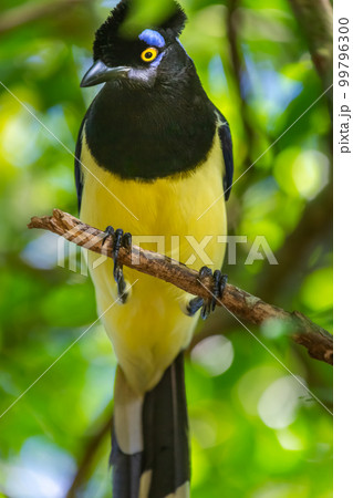 Plush-crested Jay, tropical bird in Iguazu national park, Argentina 99796300