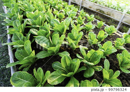 organic vegetable garden Growing vegetables naturally without harmful chemicals and pesticides organic vegetable garden Growing vegetables naturally without harmful chemicals and pesticides 99796324