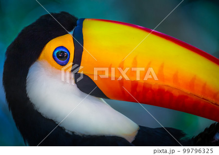 Cute Toucan tropical bird in Brazilian Pantanal with blurred background, Brazil Cute Toucan tropical bird in Brazilian Pantanal with blurred background, Brazil 99796325
