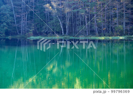 長野県茅野市 初秋の朝の緑豊かな御射鹿池 長野県茅野市 初秋の朝の緑豊かな御射鹿池 99796369