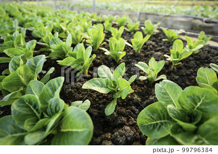 organic vegetable garden Growing vegetables naturally without harmful chemicals and pesticides 99796384