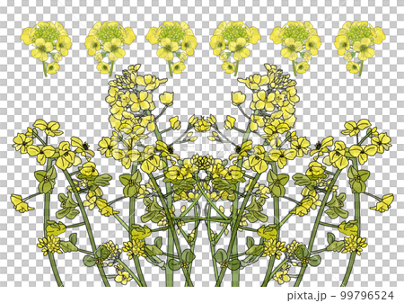 Rape blossoms 99796524