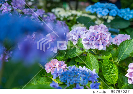 紫の紫陽花 紫の紫陽花 99797027