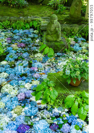 紫陽花が咲き誇る鎌倉・長谷寺の花手水 99797055