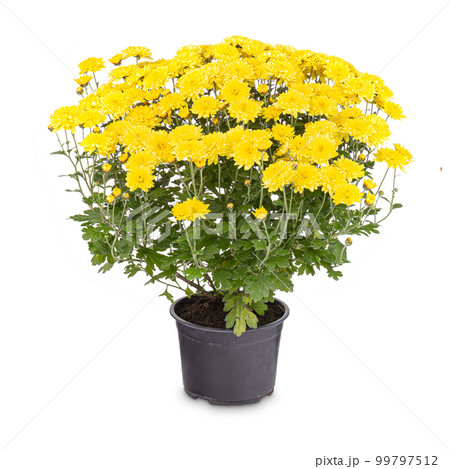 Yellow chrysanthemum flowers 99797512
