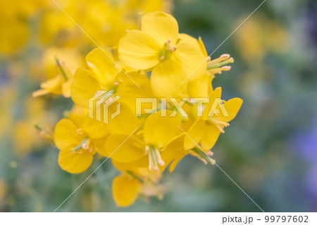 菜の花 菜の花 99797602