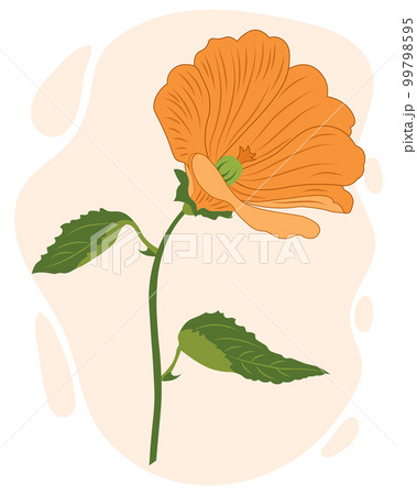 Hand drawn orange lily flower. Botanical illustration ,vector Hand drawn orange lily flower. Botanical illustration ,vector 99798595