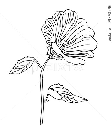Hand drawn lily flower. Sketch, line drawing. Botanical illustration, vector 99798596