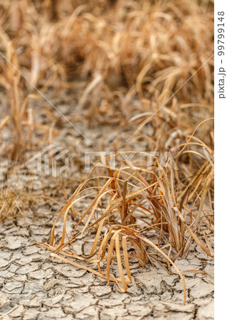 Dried branch of the plant 99799148