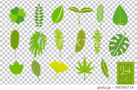 植物、熱帶、自然、生態圖像葉簡單矢量圖標插圖集_黃綠色 99799714