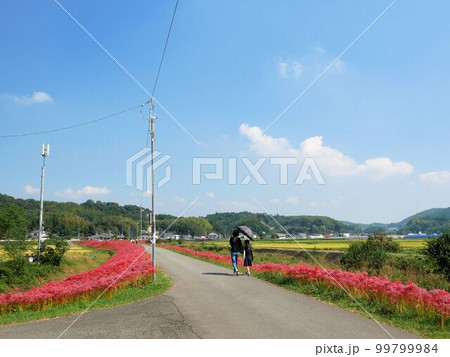 彼岸花街道を歩く　（熊本県益城郡） 99799984