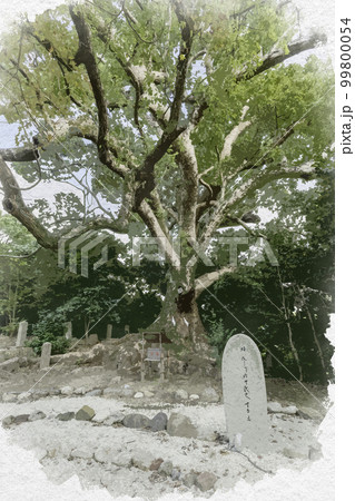水彩画風　壺井八幡宮　楠　大阪府羽曳野市 99800054