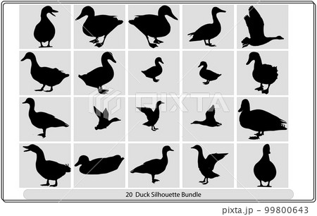 Silhouettes of wild and domestic duck, Duck in flight,silhouette of goose, duck, set,Real duck silhouette. 99800643