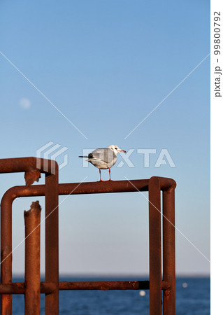 seagull perched on a fence a sunny day 99800792