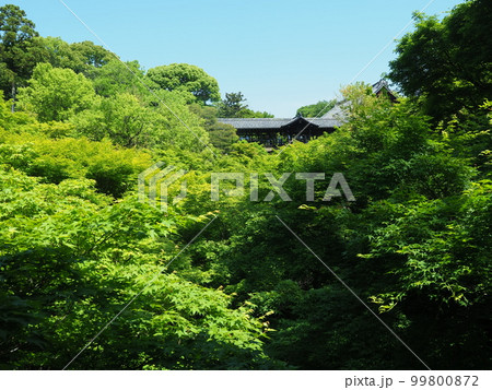 新緑の東福寺洗玉澗 新緑の東福寺洗玉澗 99800872