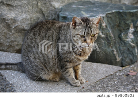 松山 石手寺の猫 松山 石手寺の猫 99800903