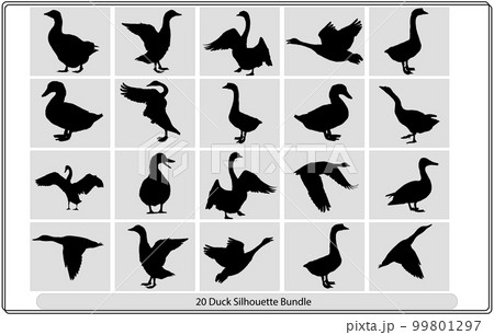 Silhouettes of wild and domestic duck, Duck in flight,silhouette of goose, duck, set,Real duck silhouette. 99801297
