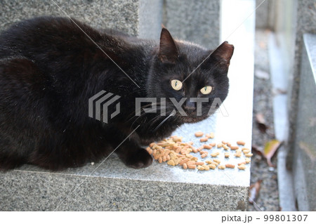 松山 石手寺の猫 松山 石手寺の猫 99801307