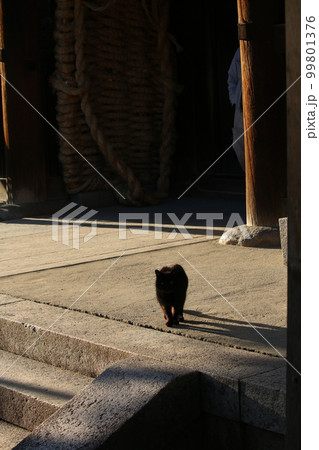 松山 石手寺の猫 松山 石手寺の猫 99801376