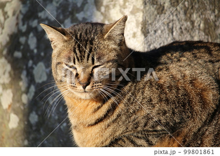 松山 石手寺の猫 松山 石手寺の猫 99801861