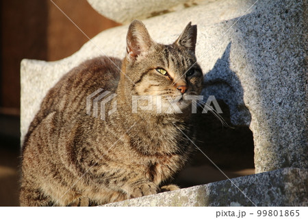 松山　石手寺の猫 99801865