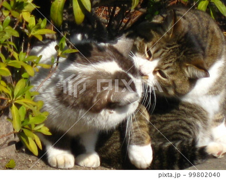 グルーミング中の仲良しな猫さんを撮影しました。 グルーミング中の仲良しな猫さんを撮影しました。 99802040