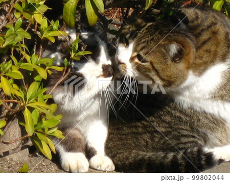 グルーミング中の仲良しな猫さんを撮影しました。 グルーミング中の仲良しな猫さんを撮影しました。 99802044