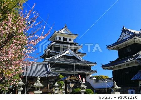 【大分県】晴天の中津城と紅梅 99802220