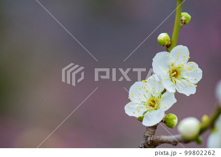 梅の花のクローズアップ 99802262