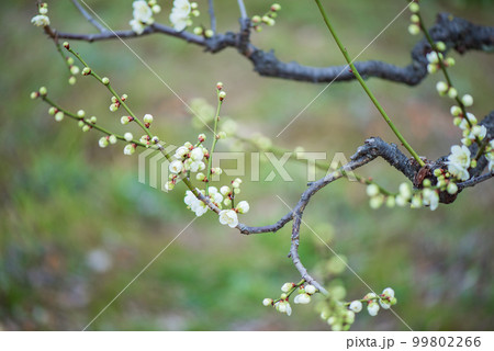 梅の花のクローズアップ 梅の花のクローズアップ 99802266
