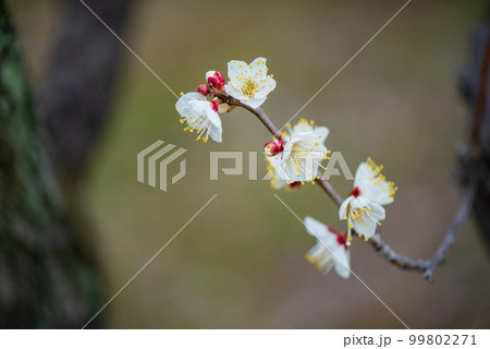 梅の花のクローズアップ 梅の花のクローズアップ 99802271