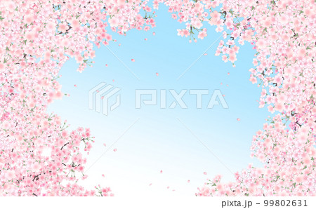 満開の桜と花びら・小 イラスト素材 -水色グラデーションー背景- 色違い・差分あり 99802631