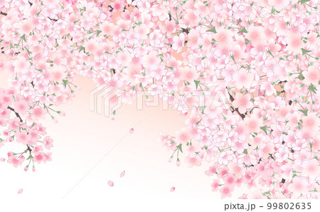 満開の桜と花びら・大 イラスト素材 -うすべにグラデーション背景- 色違い・差分あり 99802635