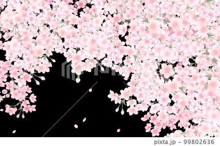 満開の桜と花びら・大 イラスト素材 -黒背景- 色違い・差分あり 99802636