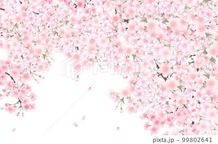 満開の桜と花びら・大 イラスト素材 -白背景- 色違い・差分あり 99802641