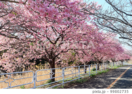 小糸川遊歩道の河津桜(君津市) 小糸川遊歩道の河津桜(君津市) 99802735