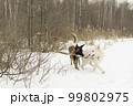 Two dogs playing stick in winter, malinos, or belgian shepherd dog and white canadian shepherd, or white swiss shepherd . 99802975