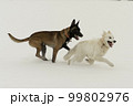 Two dogs running outdoor in winter, malinos, or belgian shepherd dog and white canadian shepherd. 99802976